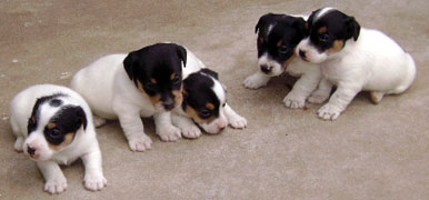 cachorros jack russel terrier uruguay