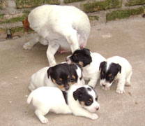 cachorros jack russel terrier uruguay