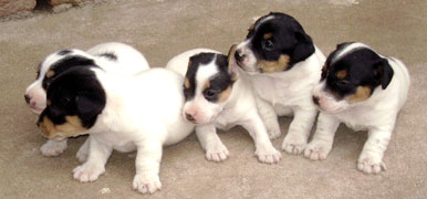 cachorros jack russel terrier uruguay