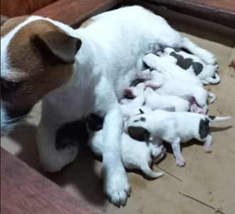 cachorros jack russell terrier Uruguay