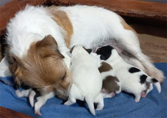 cachorros jack russell terrier Uruguay