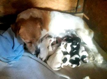 cachorros jack russell terrier en Uruguay