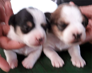 cachorros jack russell terrier uruguay