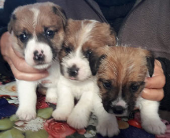 cachorros jack russell terrier en Uruguay