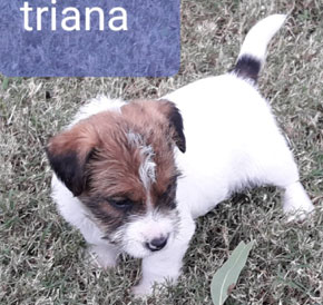 cachorros jack russell terrier en Uruguay