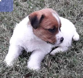 cachorros jack russell terrier en Uruguay