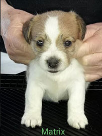 cachorros jack russell terrier uruguay