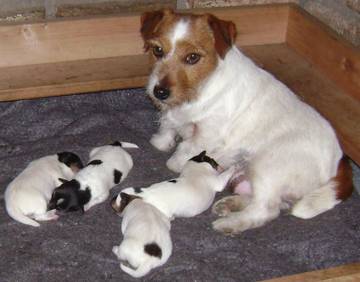 cachorros jack russel terrier uruguay