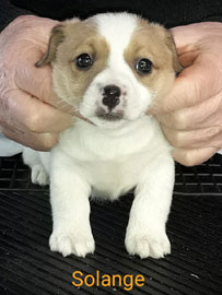 cachorros jack russell terrier uruguay