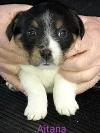 cachorros jack russell terrier uruguay