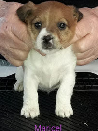 cachorros jack russell terrier uruguay