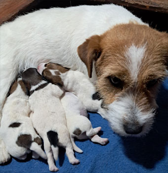 cachorros jack russell terrier uruguay