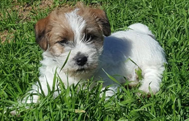 cachorros jack russel terrier uruguay