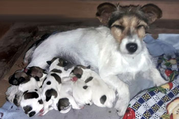 cachorros jack russell terrier uruguay