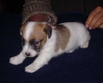 cachorros jack russel terrier uruguay