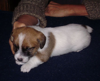 cachorros jack russel terrier uruguay