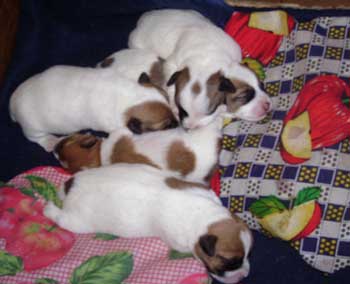 cachorros jack russel terrier uruguay