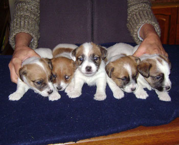 cachorros jack russel terrier uruguay