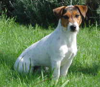 Jack Russell Terrier Pueblo Chico