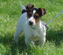 Jack Russell Terrier Pueblo Chico