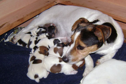 cachorros jack russel terrier uruguay