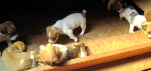 cachorros jack russel terrier uruguay