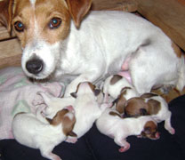 Jack Russell Terrier